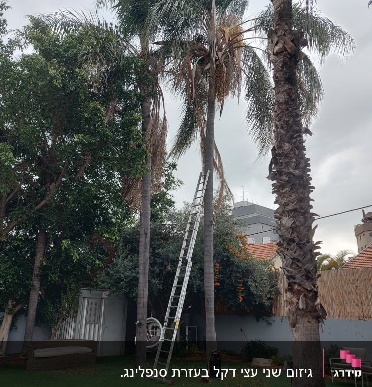 סולם גבוה ליד עץ דקל לגיזום ענפים